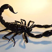 Скульптура «Скорпионы» из стекла — оригинальный подарок — фотография 3